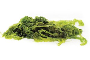 Aonori verde Suralgas